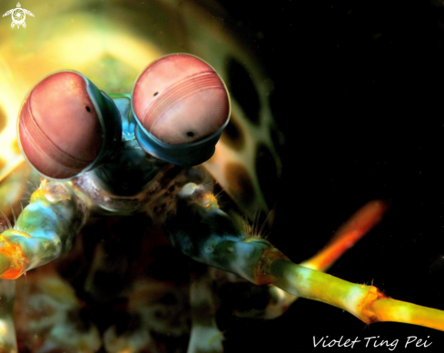 A Mantis Shrimp