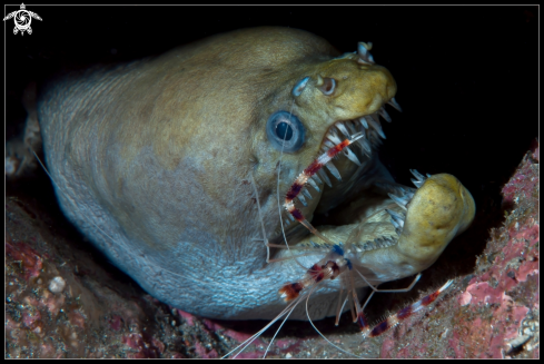 A Viper moray and boxer shrimp