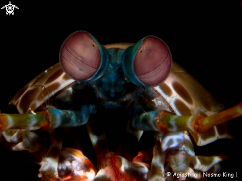 A Odontodactylus scyllarus | Peacock Mantis Shrimp