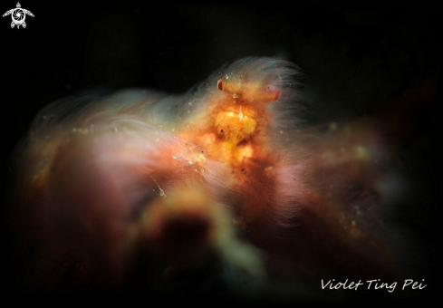 A Orangutan Crab