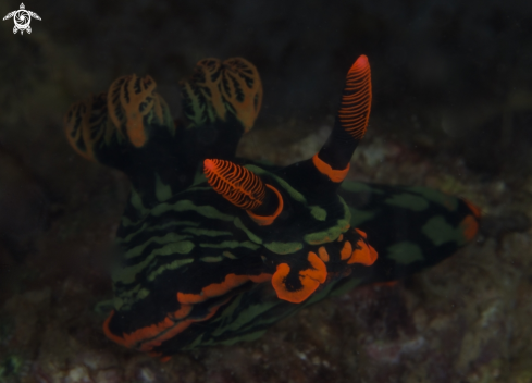 A Nembrotha kubaryana