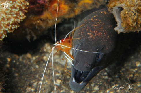 A Gymnothorax flavimmarginatis (Eel) | Yellow Edged Moray with White Banded Cleaner Shrimp.