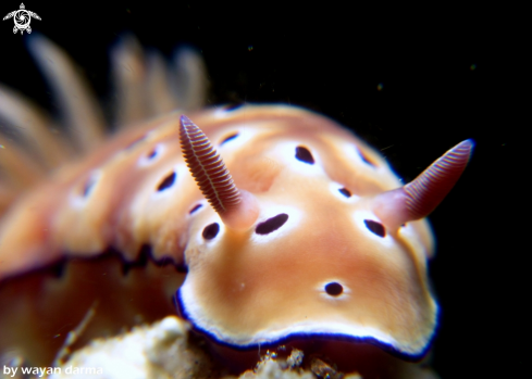 A hypselodoris tryoni 