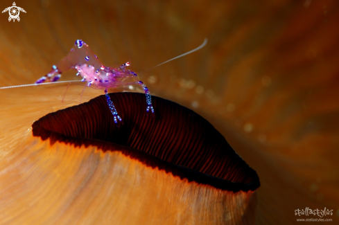 A Periclimenes Holthuisi | Glass Anemone Shrimp