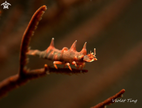 A Dragon Shrimp