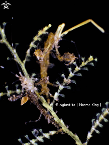 A Skeleton Shrimp