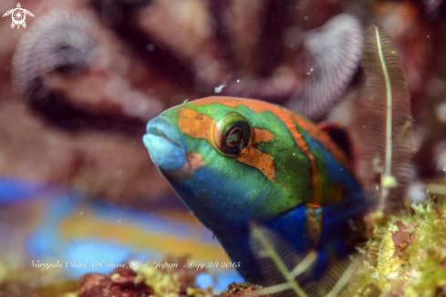 A Thalassoma cupido