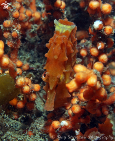 A White's seahorse