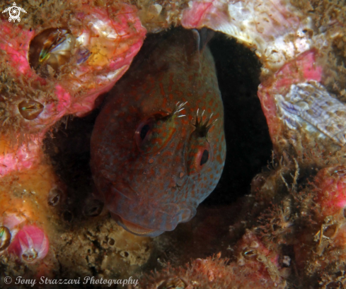 A Horned blenny