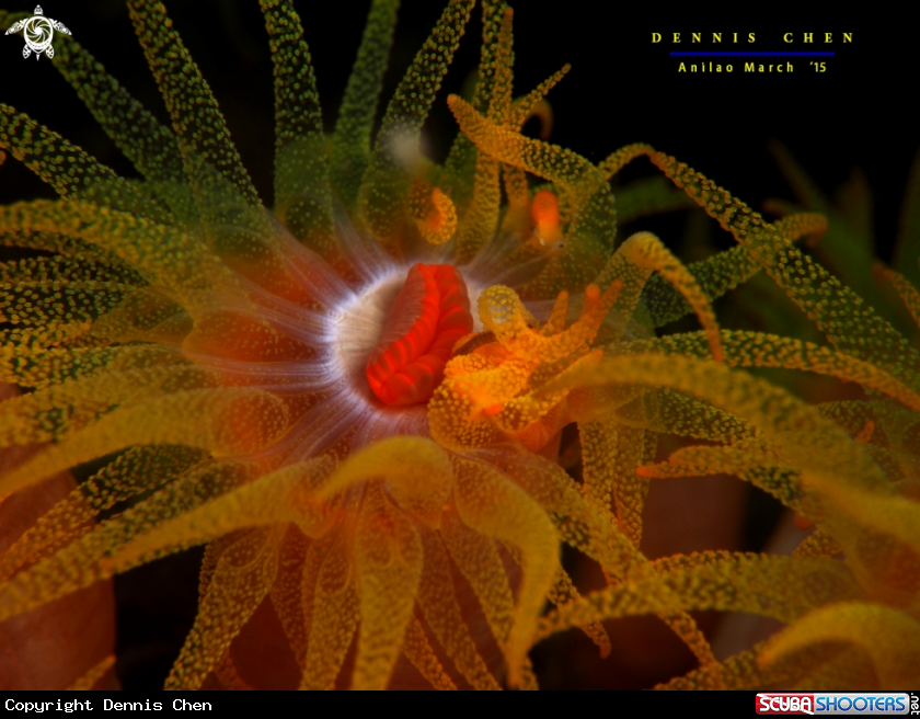 A Sunshine Coral (Tubastraea sp.)