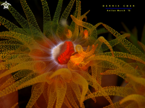 A Sunshine Coral (Tubastraea sp.)