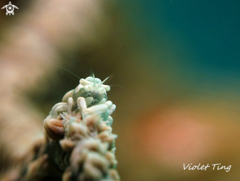 A Whip Coral Shrimp 