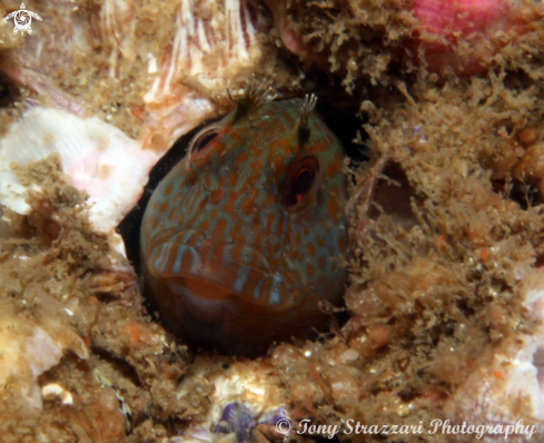 A Parablennius intermedius | Horned blenny