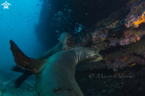 A underwater creature