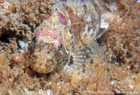 A Gymnapistes marmoratus | Cobbler