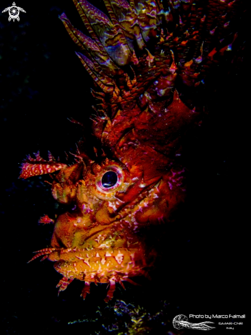 A Scorpaena scrofa | Mediterranean scorpionfish