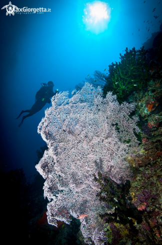 A white coral