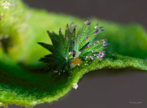 A Costasiella kurosimae