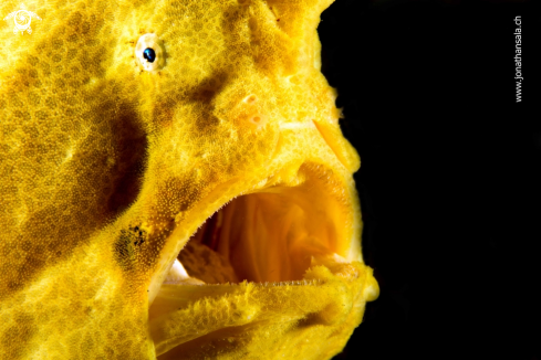 A Antennarius Commerson | Giant Frogfish