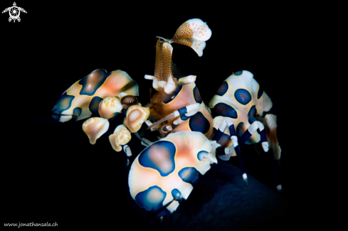 A harlequin shrimp