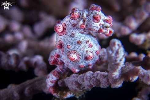 A Pigmy seahorse