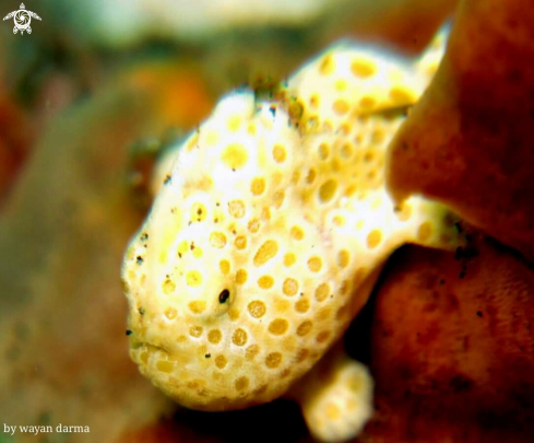 A Frog fish