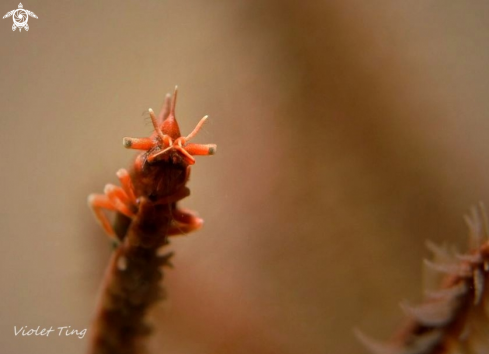 A Dragon Shrimp