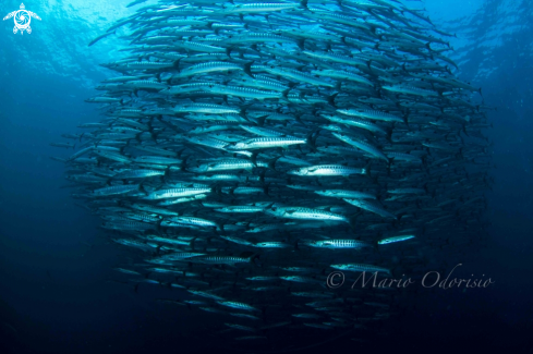 A Barracuda