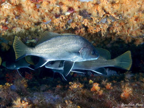 A Sciaena umbra | Corvina