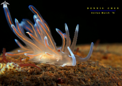 A Phyllodesmium opalescens