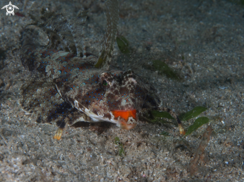 A Dragonet