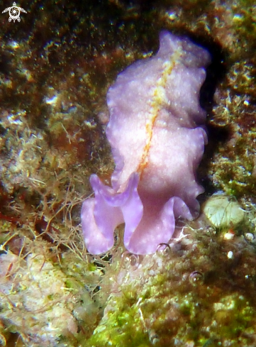 A Pseudoceros goslineri 