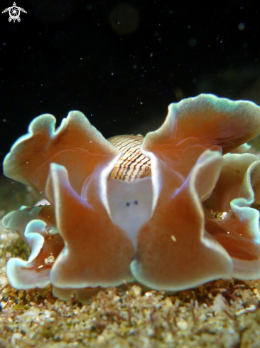 A Hydatina physis