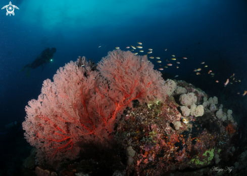 A Possibly Subergorgia. | Sea fan, Gorgonian