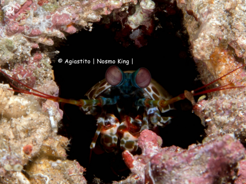 A Peacock Mantis Shrimp