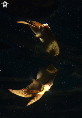 A Platax orbicularis | Bathfish