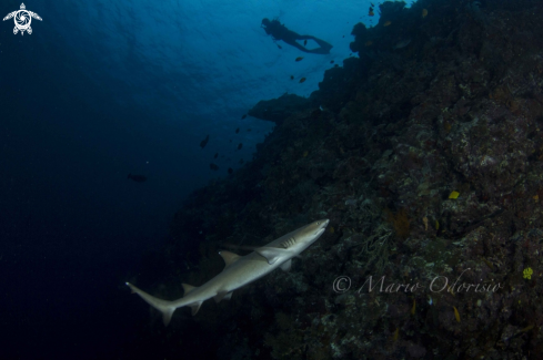 A underwater creature