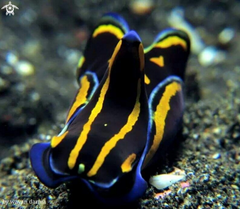 A nudibranch 