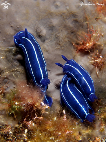 A Nudibranch