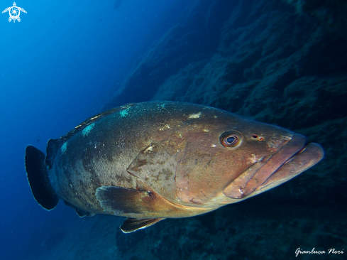 A Epinephelus marginatus | Grouper