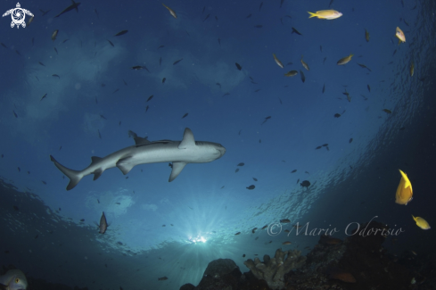 A Triaenodon obesus | White tip reef shark