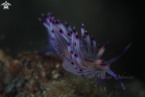 A Flabellina rubrolineata	 | 