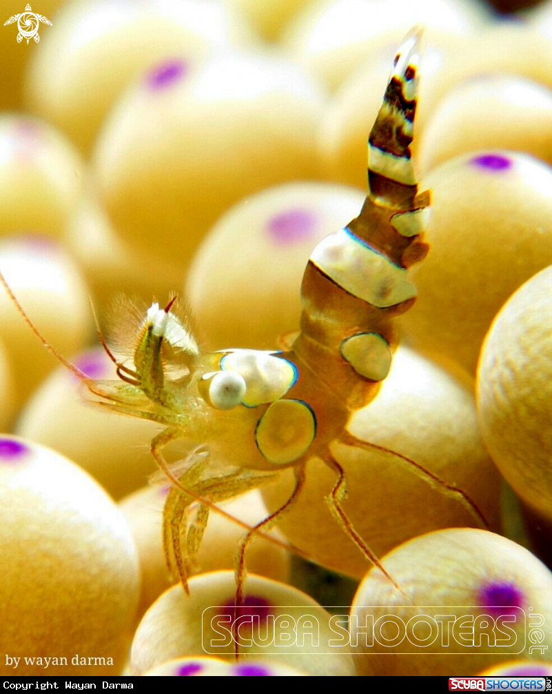 A sexy dance shrimp 