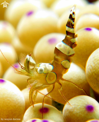 A sexy dance shrimp 