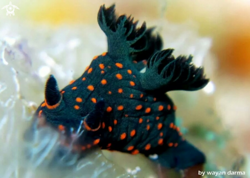 A nudibranch 