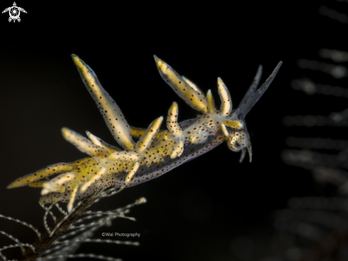 A Eubranchus sp