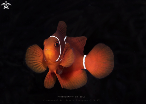 A Anemonefish