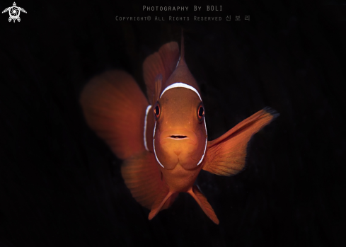 A Anemonefish