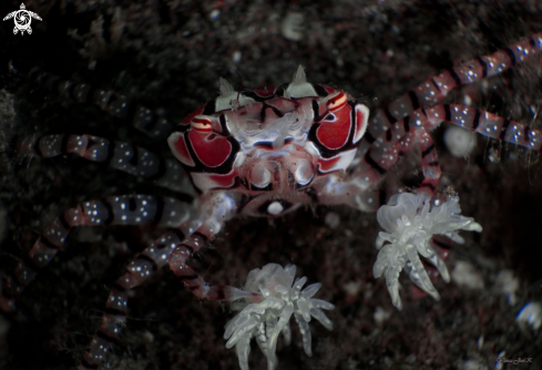 A Boxer crab