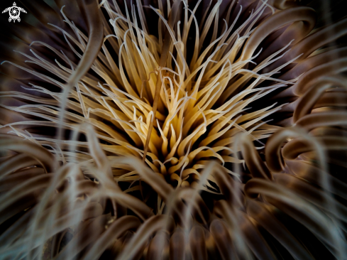 A Cerianthus sp. | Tube Anemone